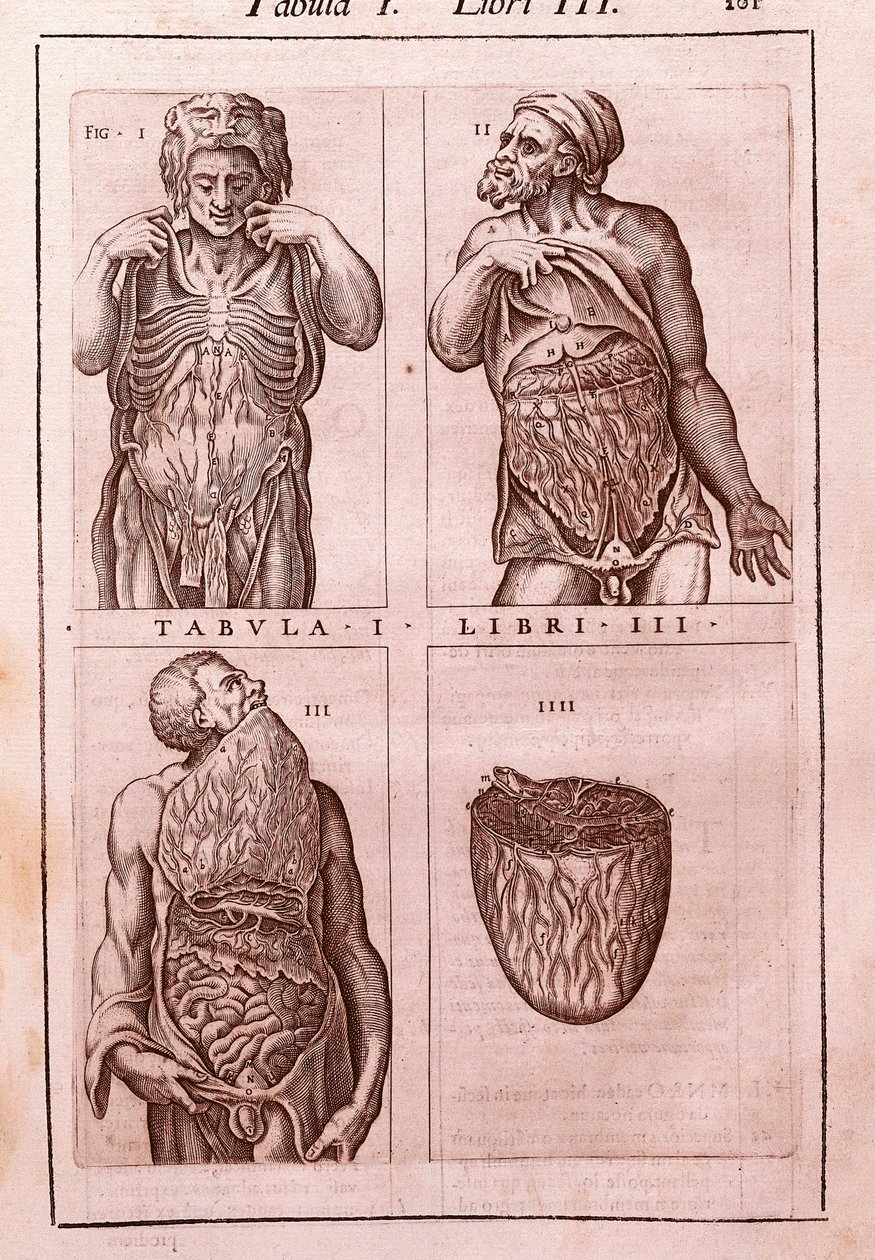 Anatomical board representing: the dimensions, muscles of the abdomen, intestines and stomach (engraving in "Anatomia Corporis Humani" by Juan Valverde De Amusco, Table I, Book III) by Unknown artist