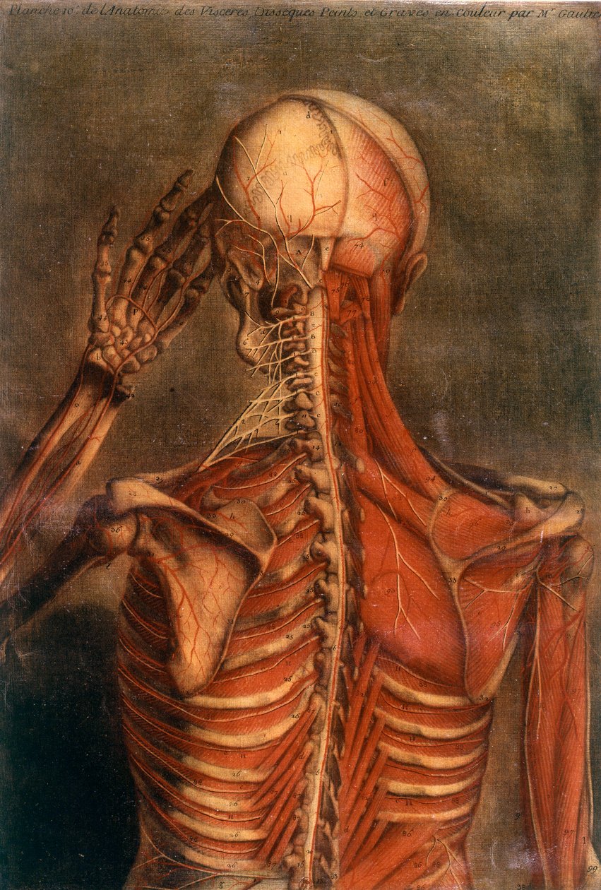 Anatomy of the human body: bark seen from the back by Unknown artist