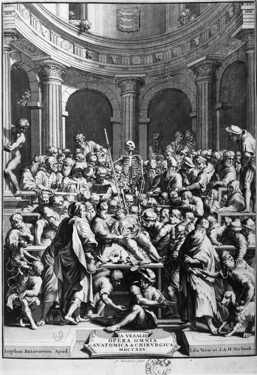 André Vésale (1514-1564), founder of modern anatomy, teacher of anatomy and surgery (In Latin: Andrea Vesalius, in Dutch: Andries Van Wesel). by Unknown artist