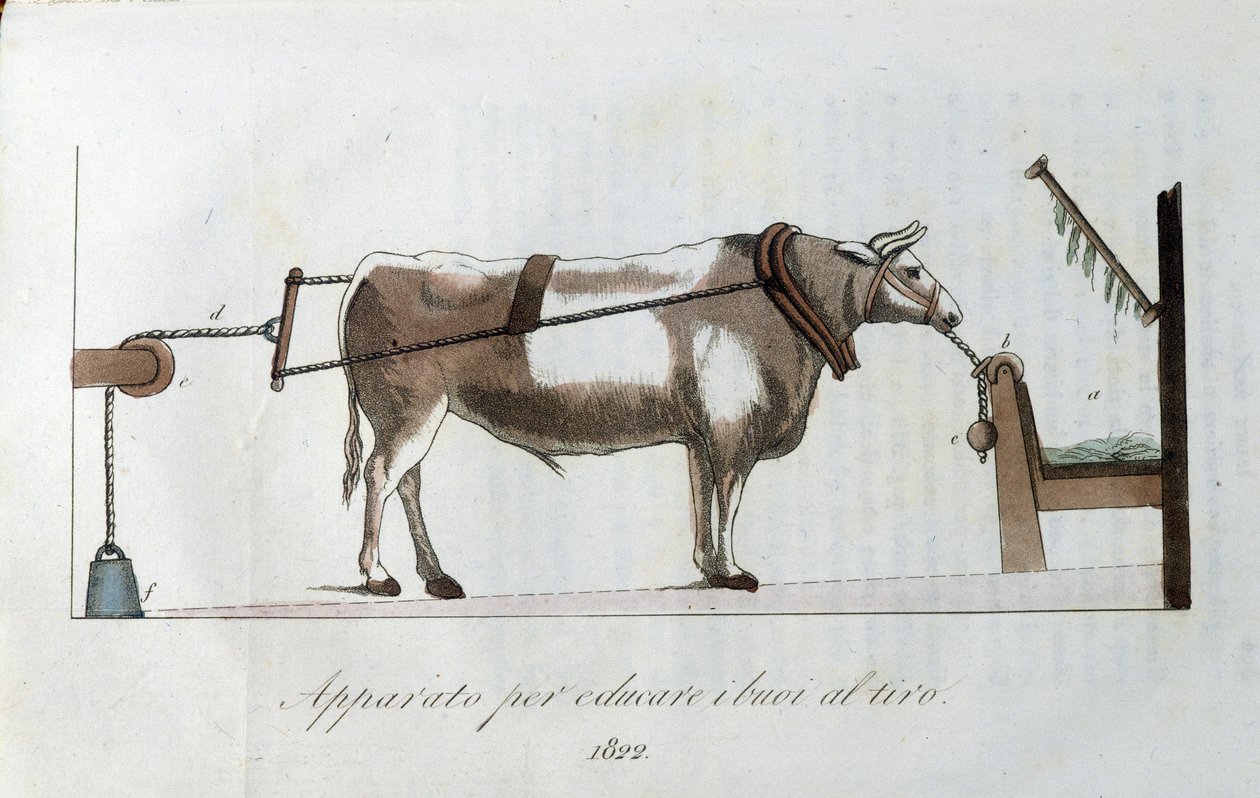 Apparatus for accustoming oxen to the line by Unknown artist