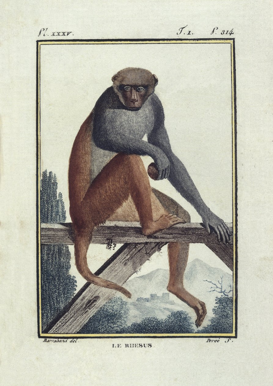 Rhesus Monkeys. Illustration of the 