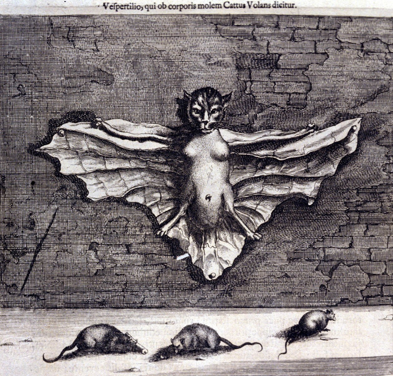 Bats and rats. 