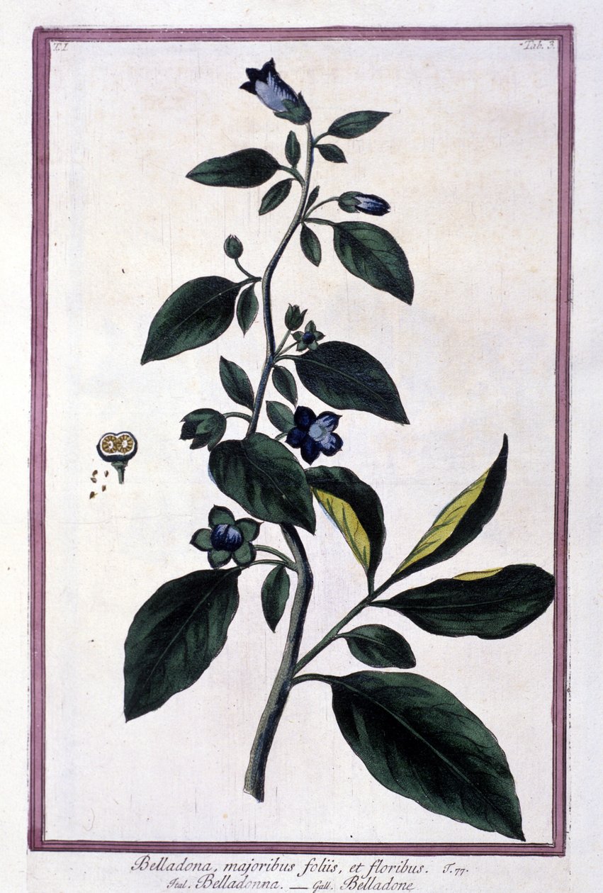 Belladonna, flowers and berries by Unknown artist