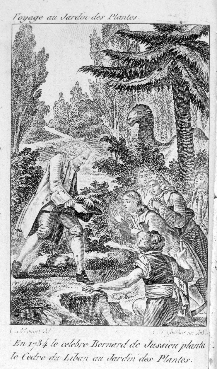 Bernard de Jussieu, French botanist (1699-1777) plants a cedar from Lebanon in the garden of plants in Paris by Unknown artist