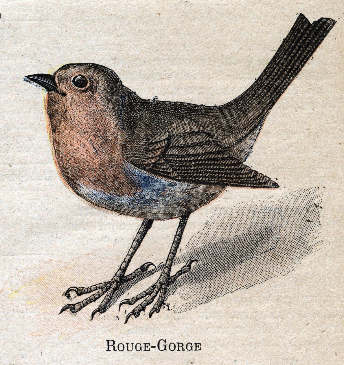Birds Useful to Agriculture: Red-Throat by Unknown artist