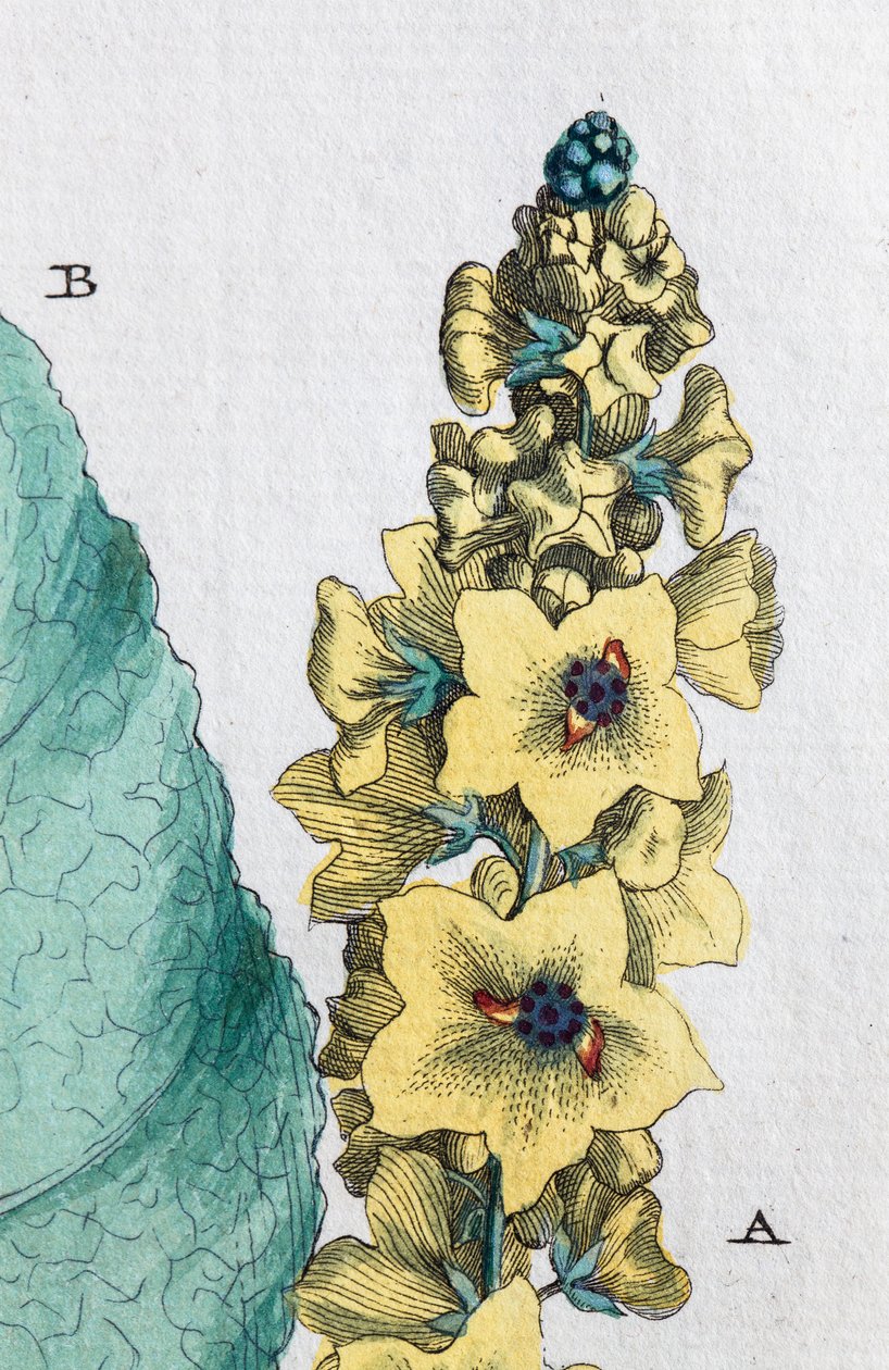 Black Mullein by Unknown artist