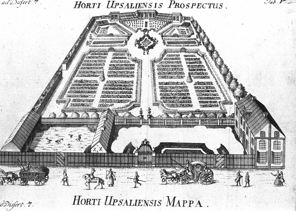 Botanical Garden - HORTI UPSALIENSIS Prospective and Plan by Unknown artist