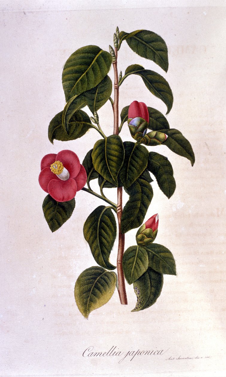 Botanical board: Camelia from Japan. 19th century engraving by Unknown artist