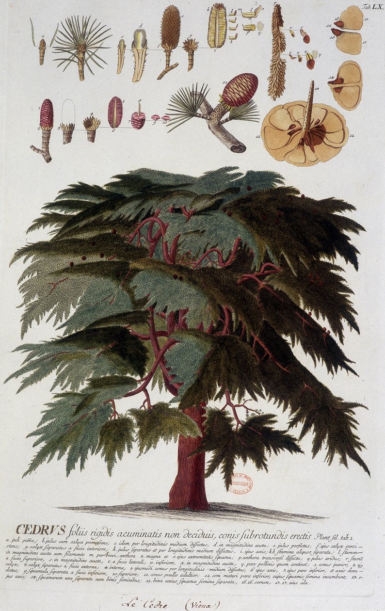 Botanical board: Cedar, 19th century by Unknown artist