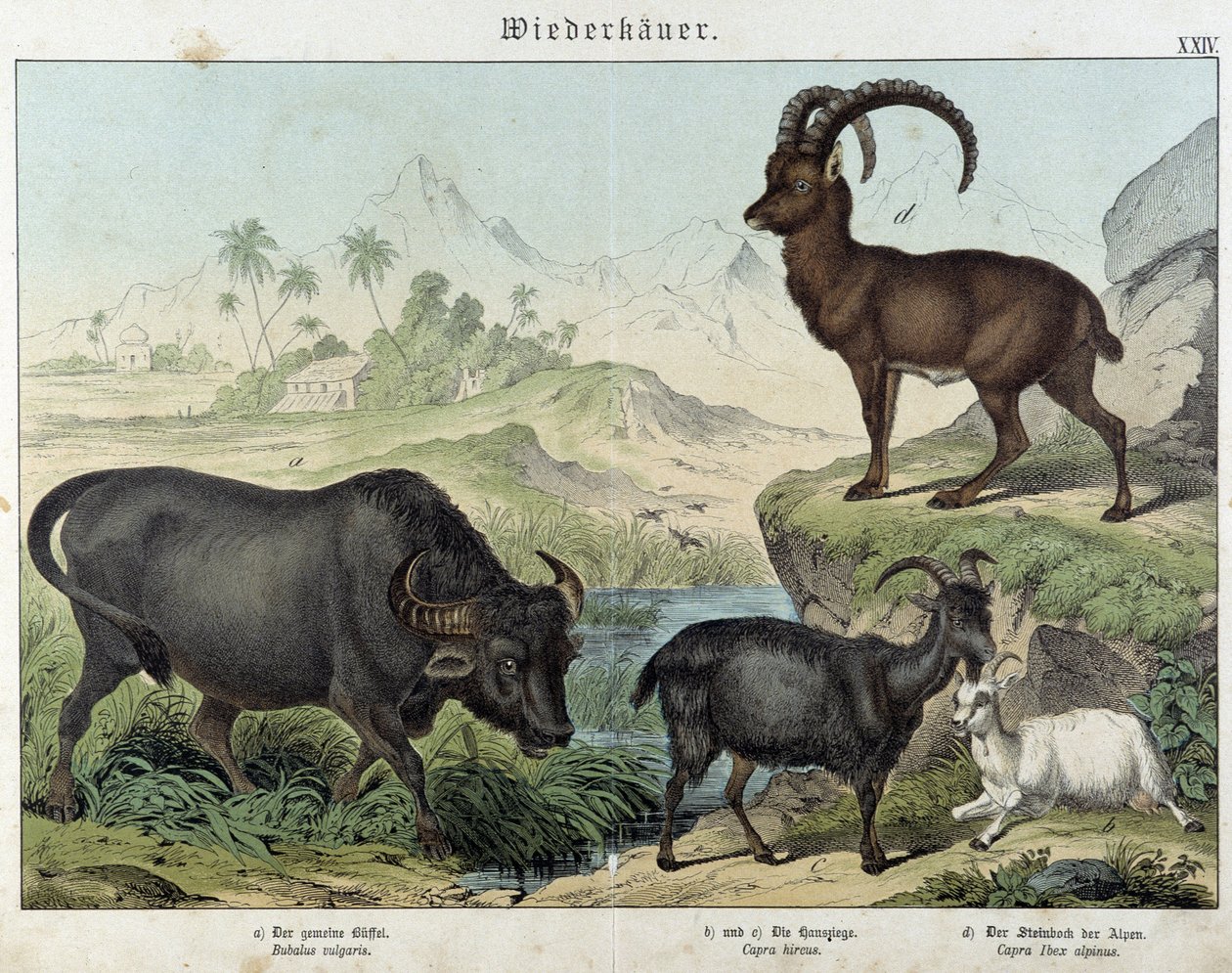 Buffalo, Goat, Goat and Ibex - in 
