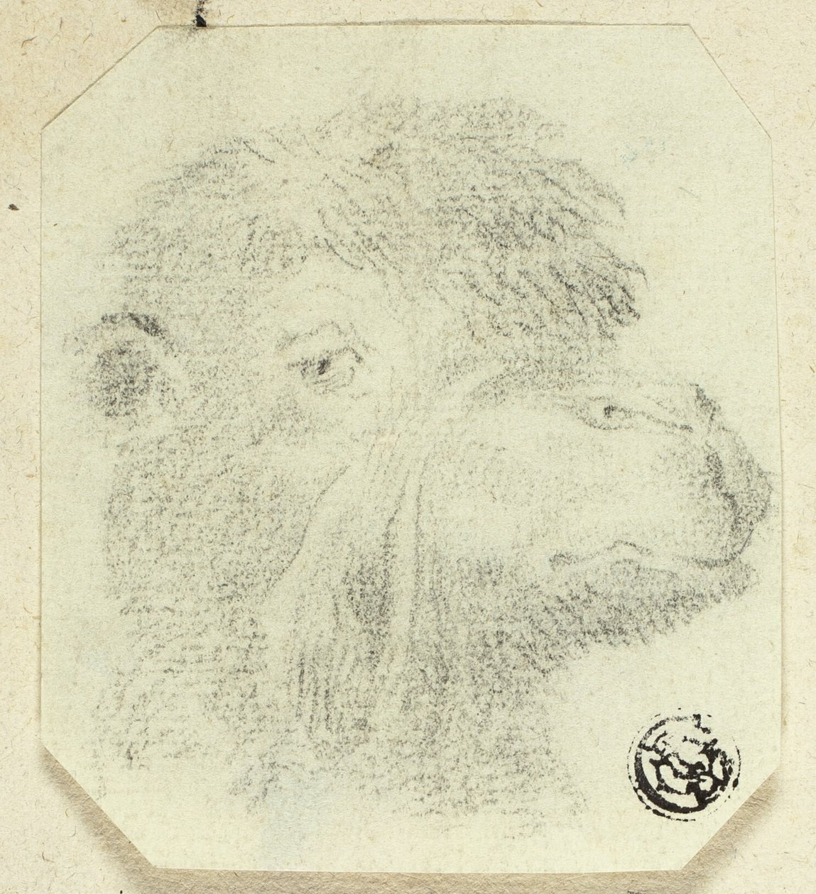 Camel