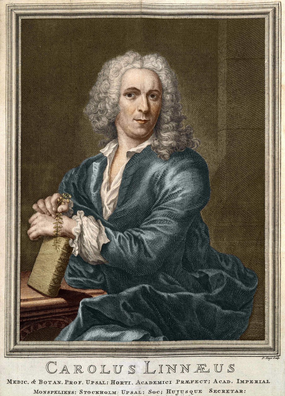 Carl Von Linné Swedish naturalist and writer (1707 - 1778) by Unknown artist