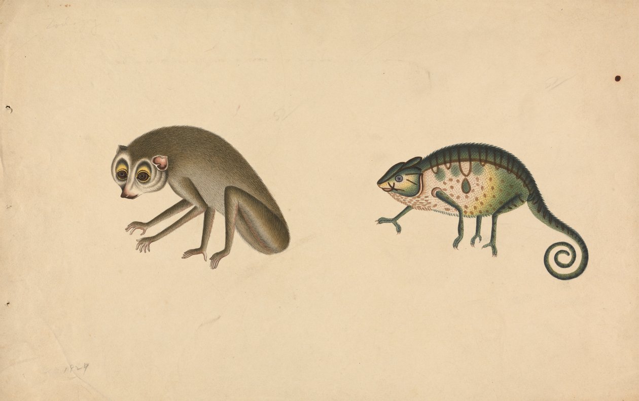Chameleon and a Mammal by Unknown artist