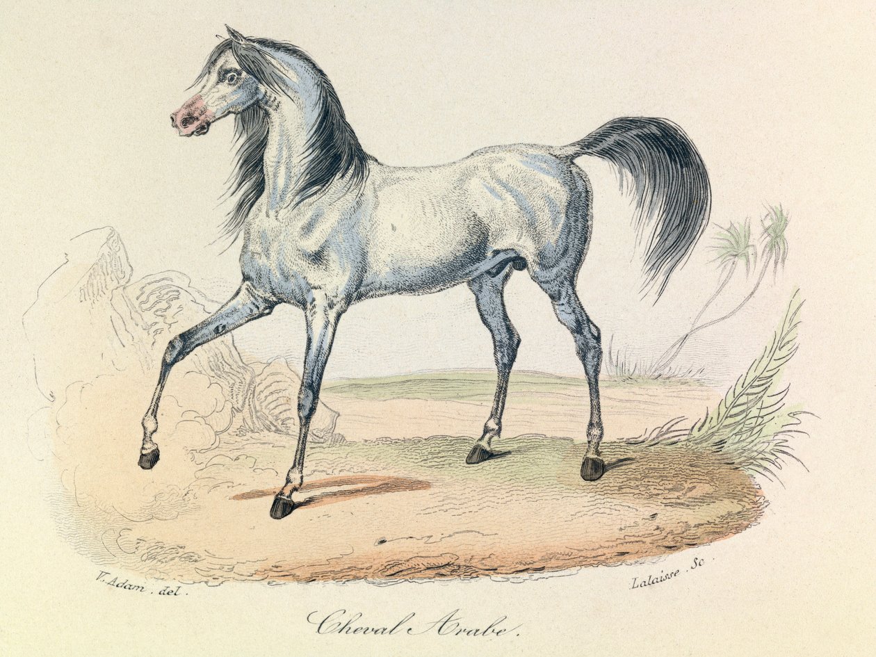 Complete Works of Buffon with Linnean Nomenclature and the Classification of Cuvier: The Animals: Arabian Horse (engraving) by Unknown artist