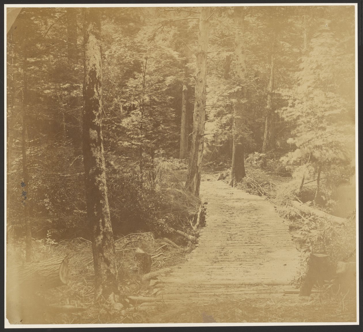 Corduroy Road on way to Harper