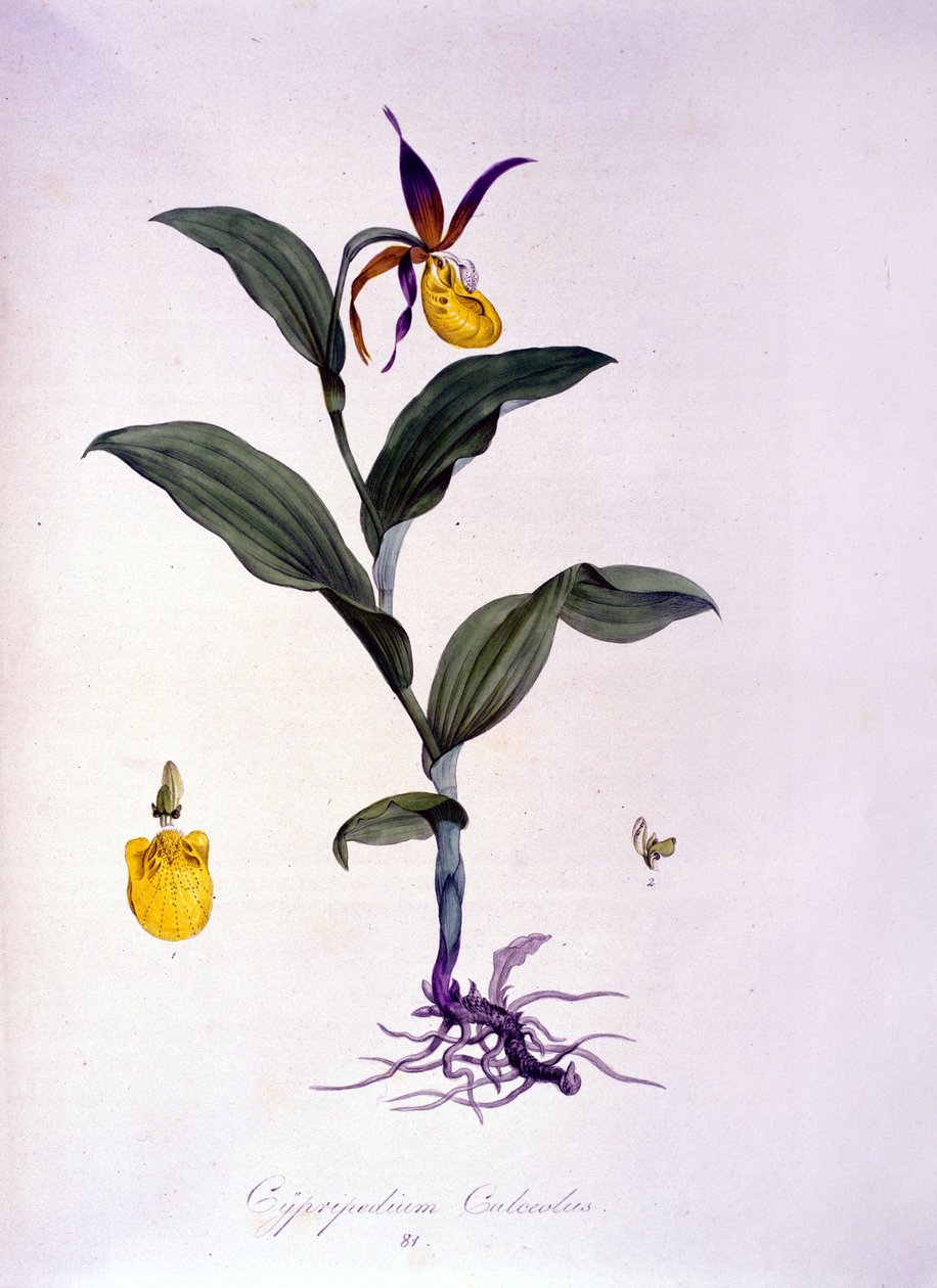 Cypripedium calceolus: type of orchid. by Unknown artist