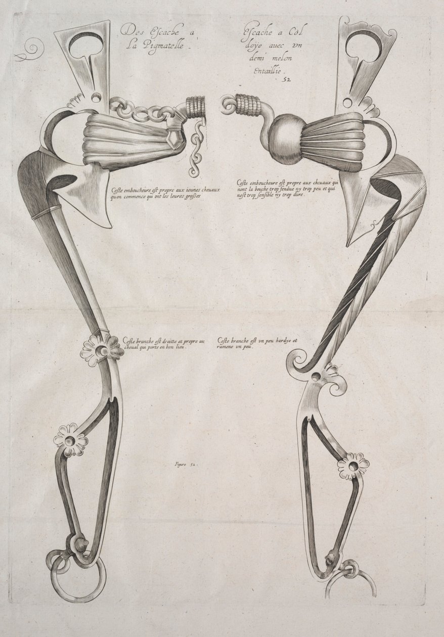 Diagram for Horse