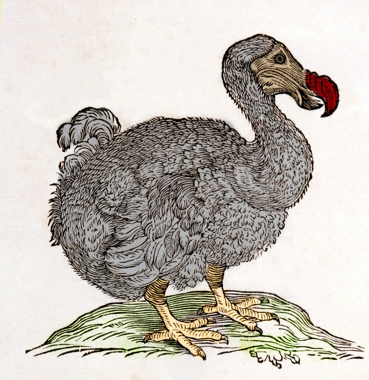Dodo or Dronte. Bird Disappeared by Unknown artist
