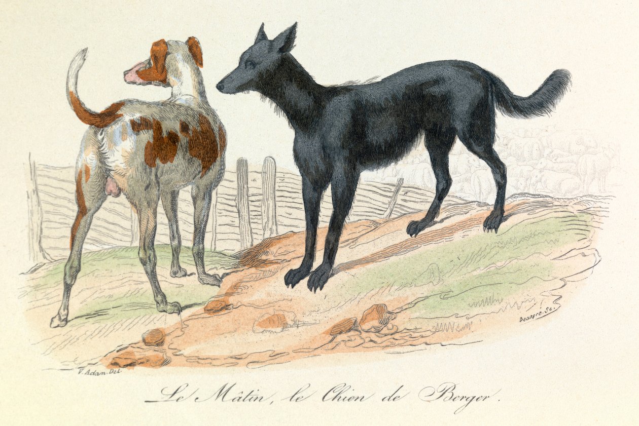 Dog and Matin, Two Animals Classified by Linnean and Cuvier (engraving) by Unknown artist