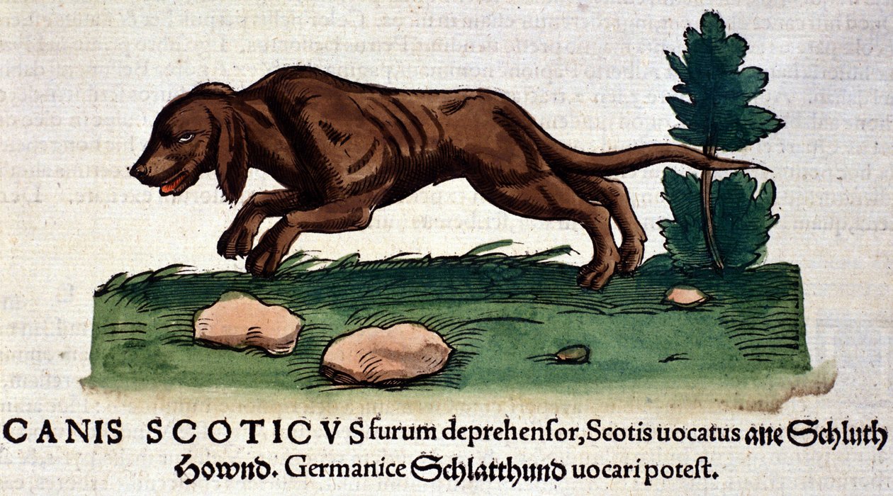 Dog from the Historia Animalium by Conrad Gesner, Tiguri 1560. Biblioteca Nazionale Braidense, Milan by Unknown artist