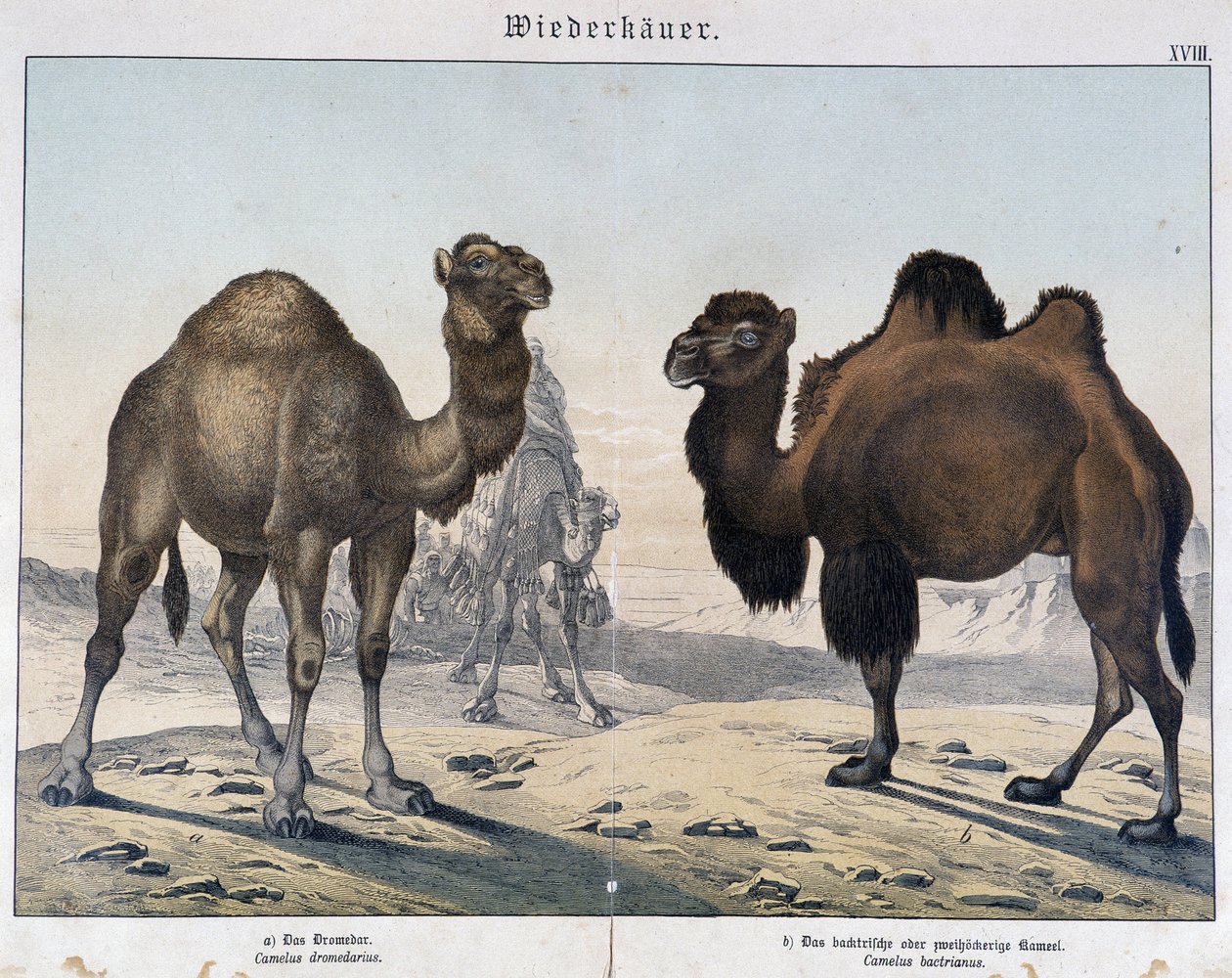 Dromedary and Camel - in “Natural Histories of Mammals”, ed. Schreiber, Munich by Unknown artist