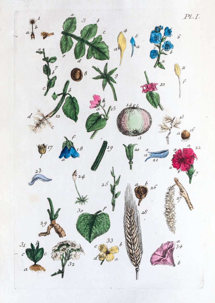 Elementary table of figures and their names in Flora Parisiensis by Unknown artist