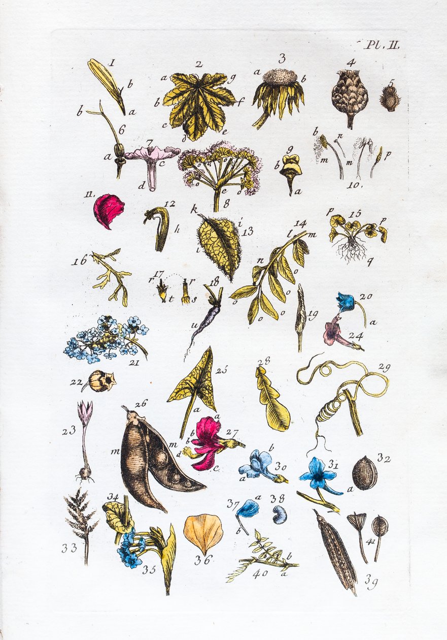 Elementary table of figures and their names in Flora Parisiensis by Unknown artist