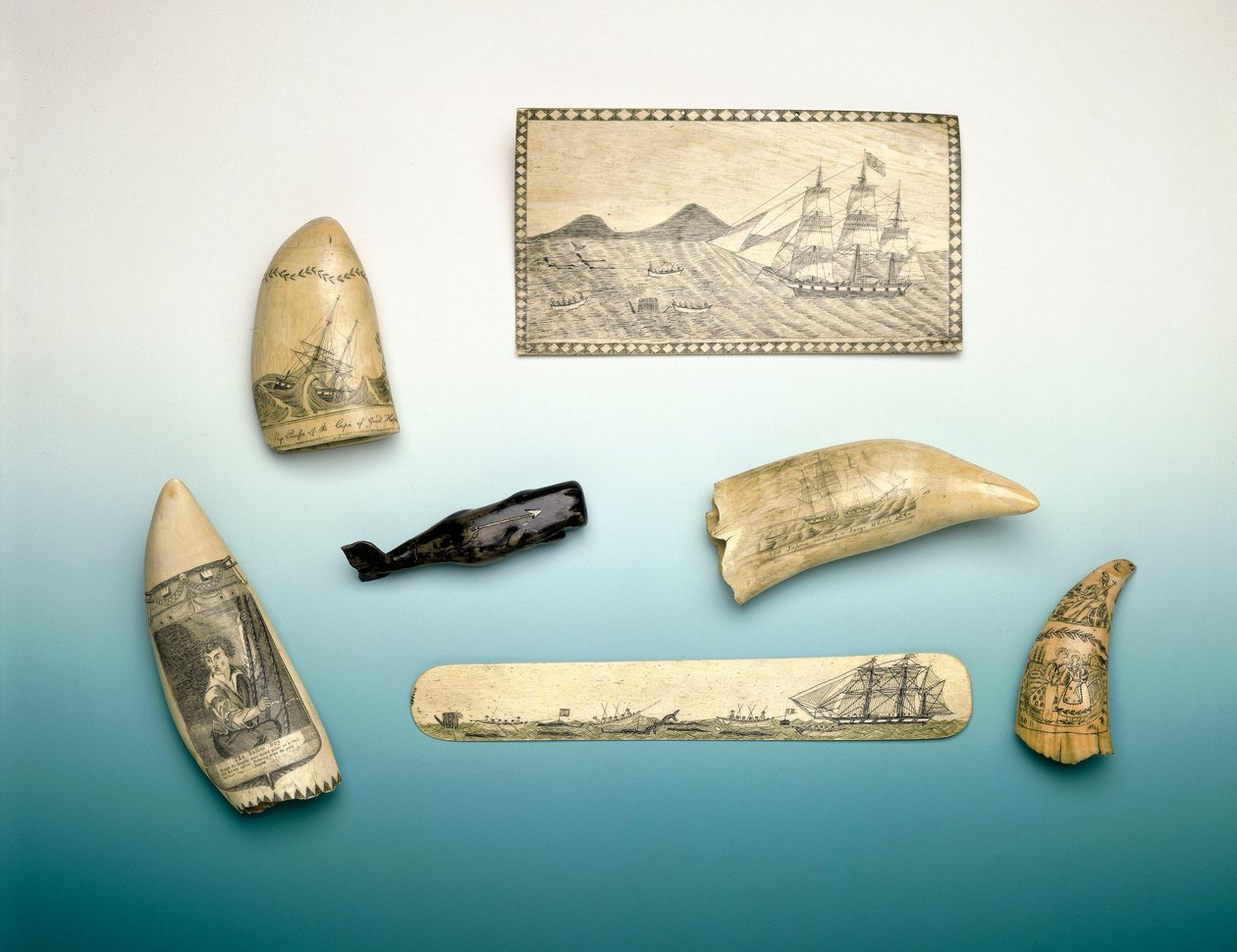 Engraved Sperm Whale