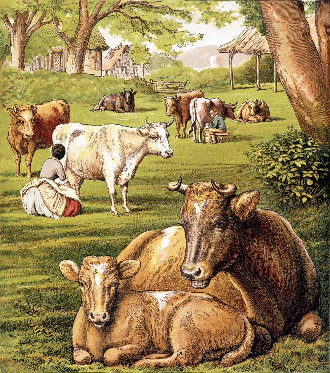 Farmers Drawing Milk. 19th Century by Unknown artist