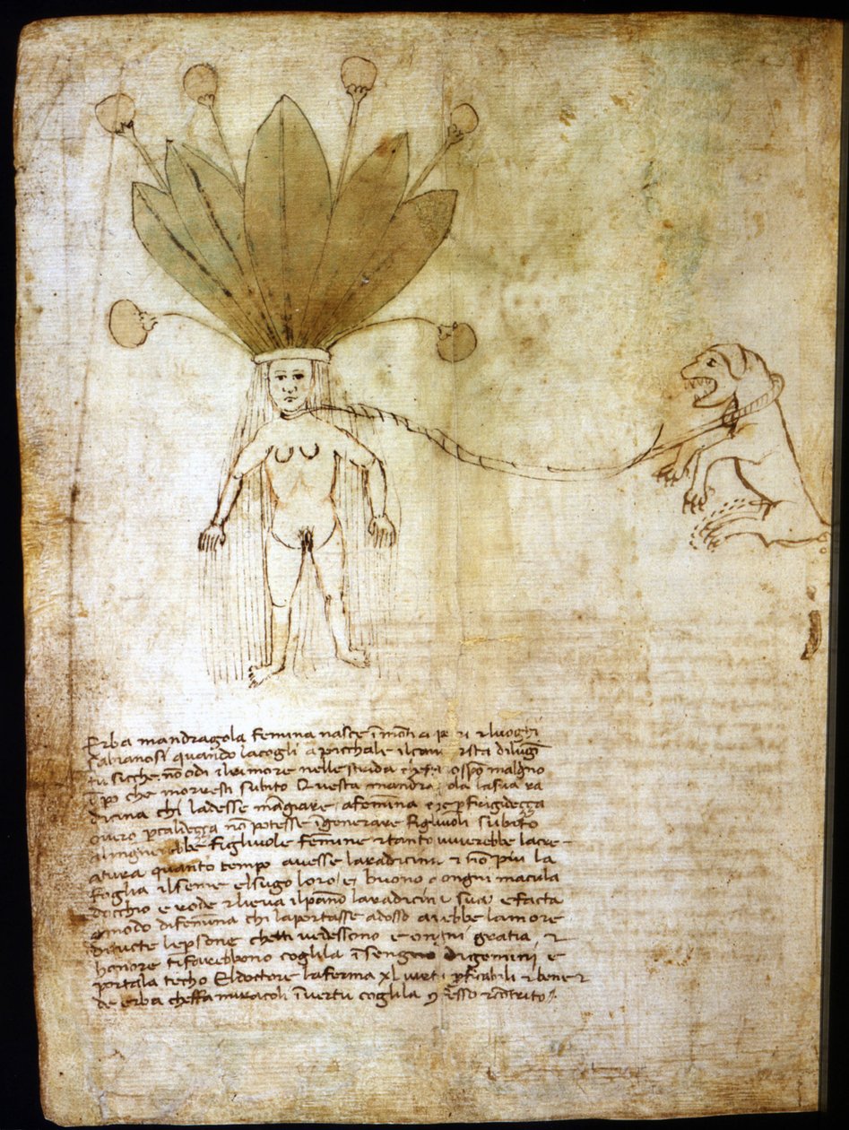 Female mandrake, extracted from a herb of the 14th century by Unknown artist