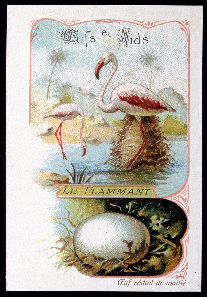 Flamingo - Eggs and Nests by Unknown artist