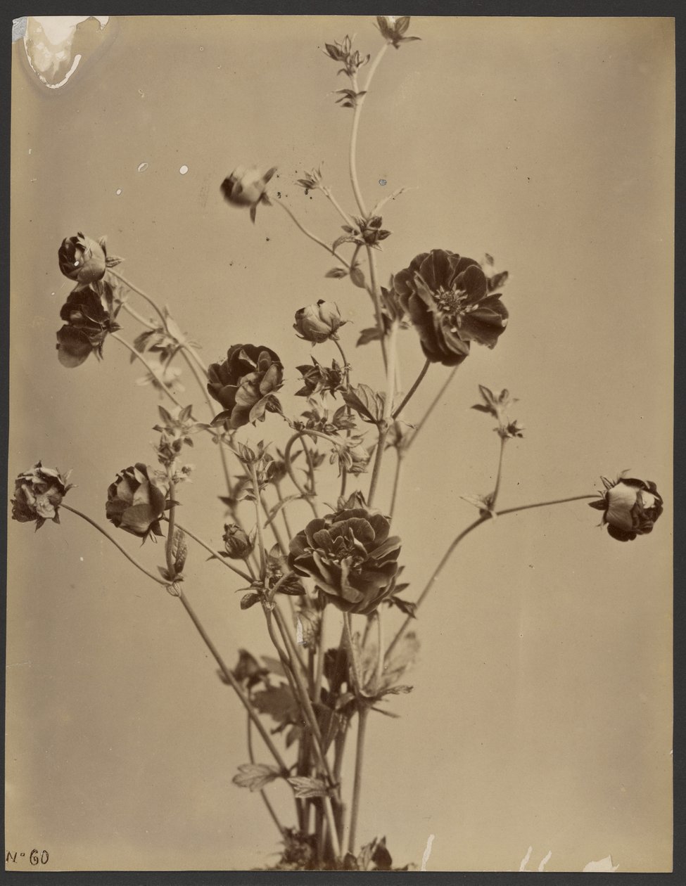 Floral Study by Unknown artist