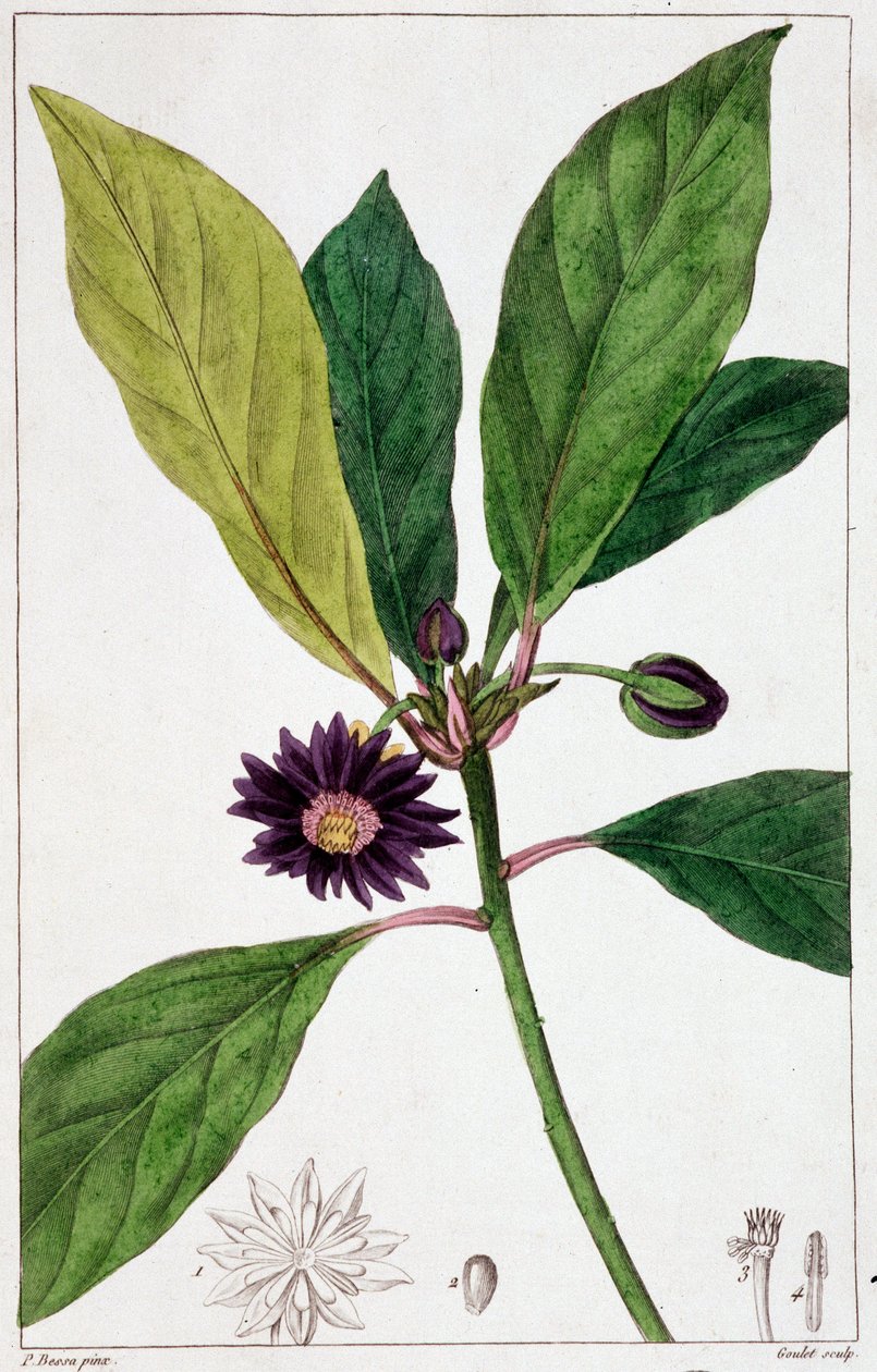 Florida Badiane - botanical board by Unknown artist