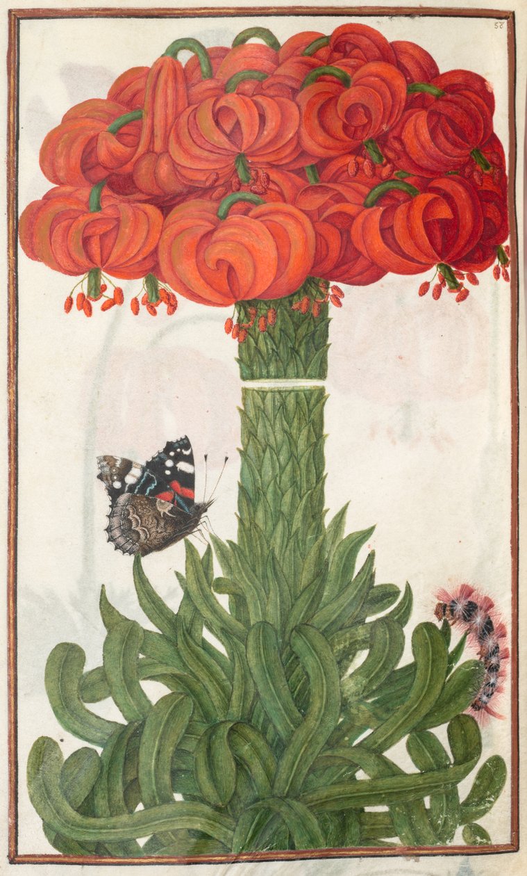 Florilegium: (page 18 verso) bouquet of orange lilies by Unknown artist