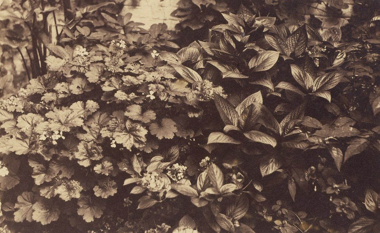 Flowers and Leaves by Unknown artist