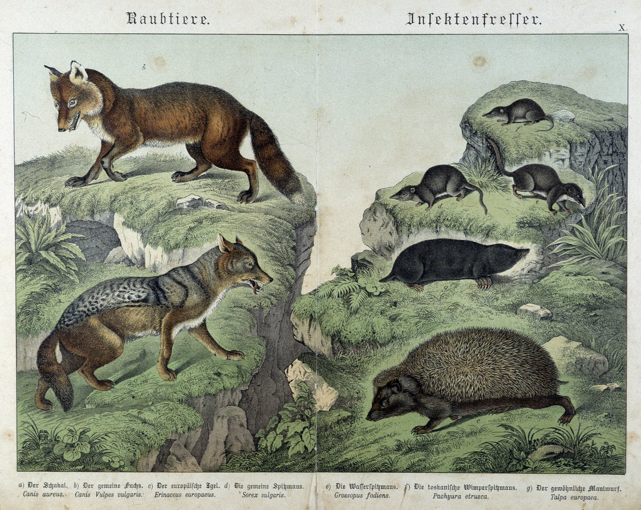 Fox, Silver Fox, Shrews, Mole and Hedgehog - in 