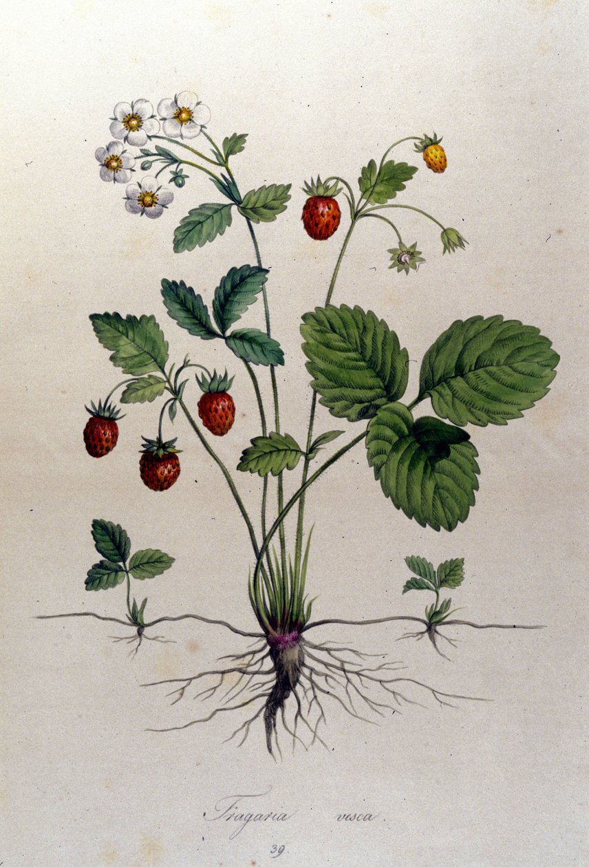 Fragaria Vesca (wild strawberry) by Unknown artist