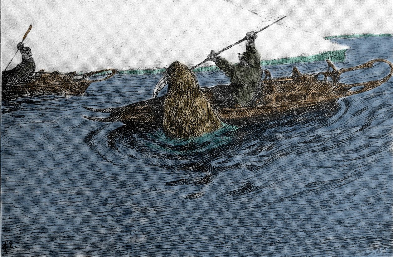Fridtjof Nansen (1861-1930), Norwegian explorer, attacked by a walrus during the expedition of the North Pole in 1896. He
