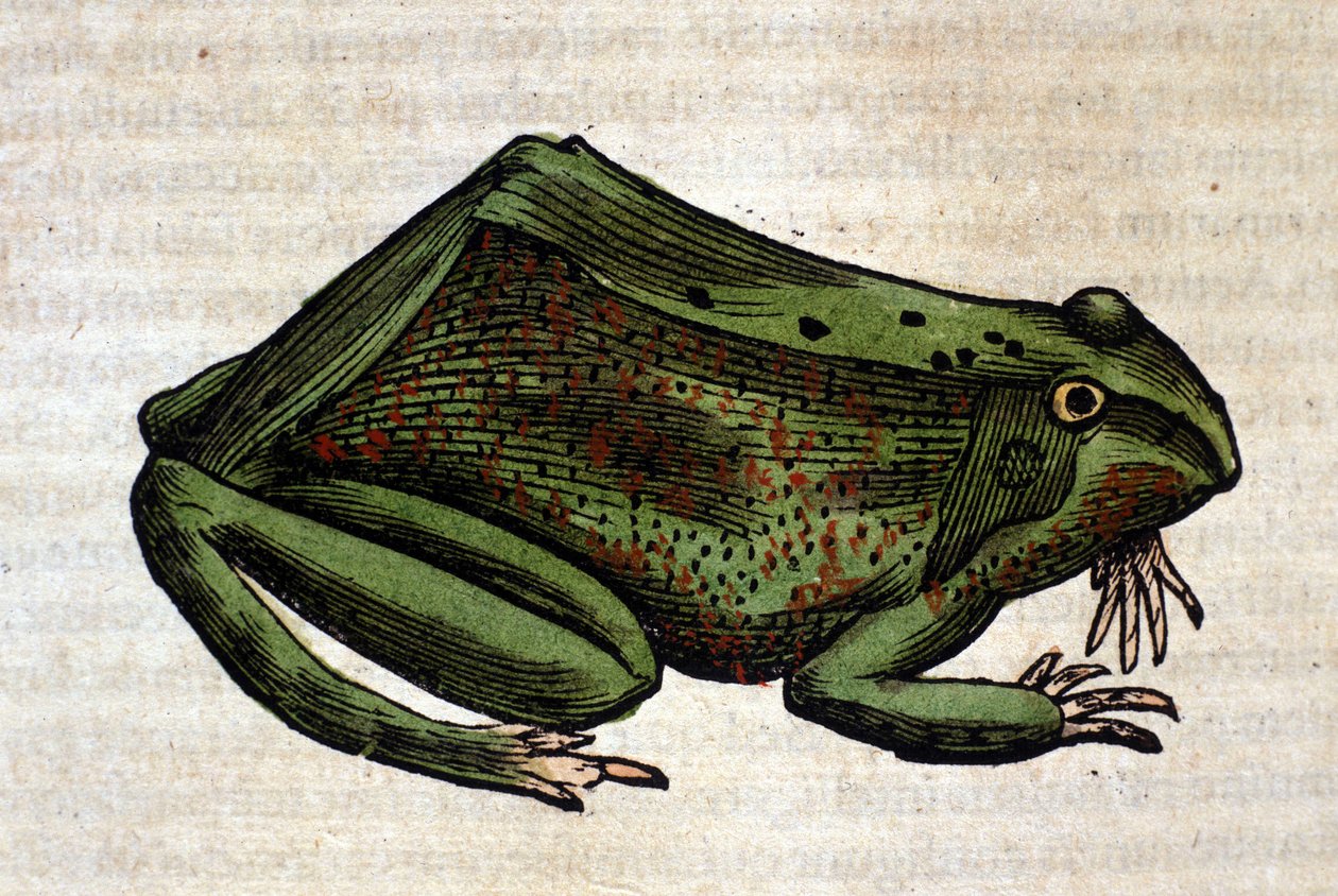 Frog from the Historia Animalium by Conrad Gesner, Tiguri 1560. Biblioteca nazionale Braidense, Milan by Unknown artist