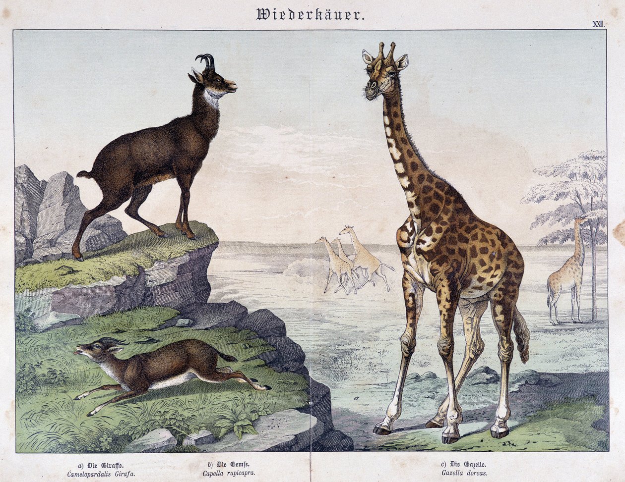 Giraffe, Chamois and Gazelle - in 