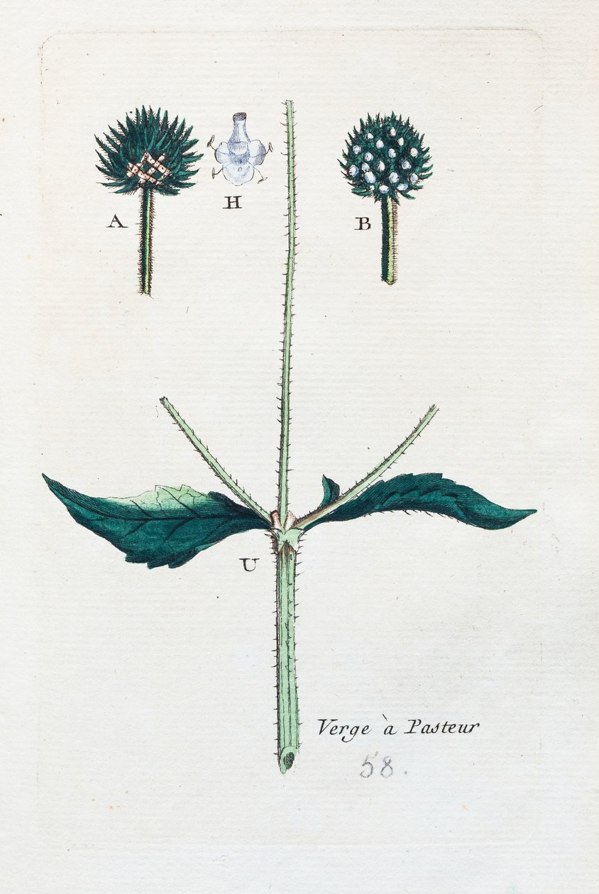 Hairy teasel by Unknown artist: Premium art reproduction