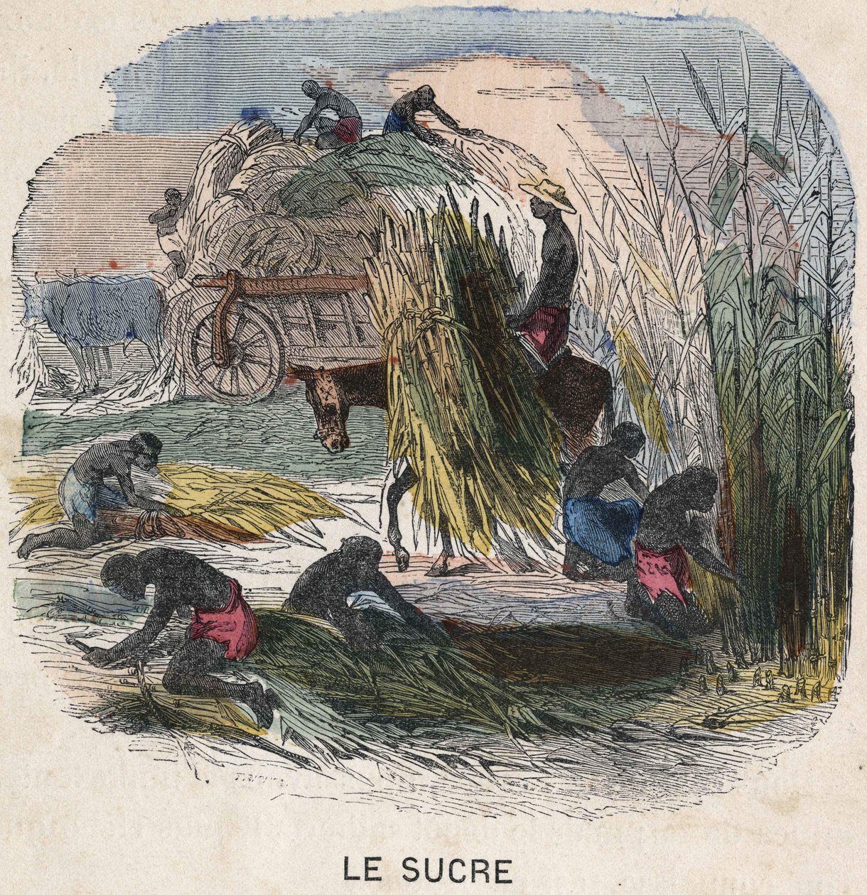 Harvesting sugar cane in the West Indies. 19th century illustration. Bianchetti collection by Unknown artist
