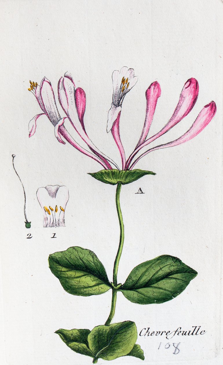 Honeysuckle by Unknown artist