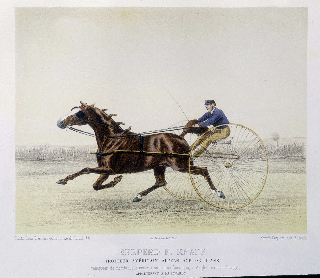 Horse riding: Shepherd F. Knapp, trotter - in 