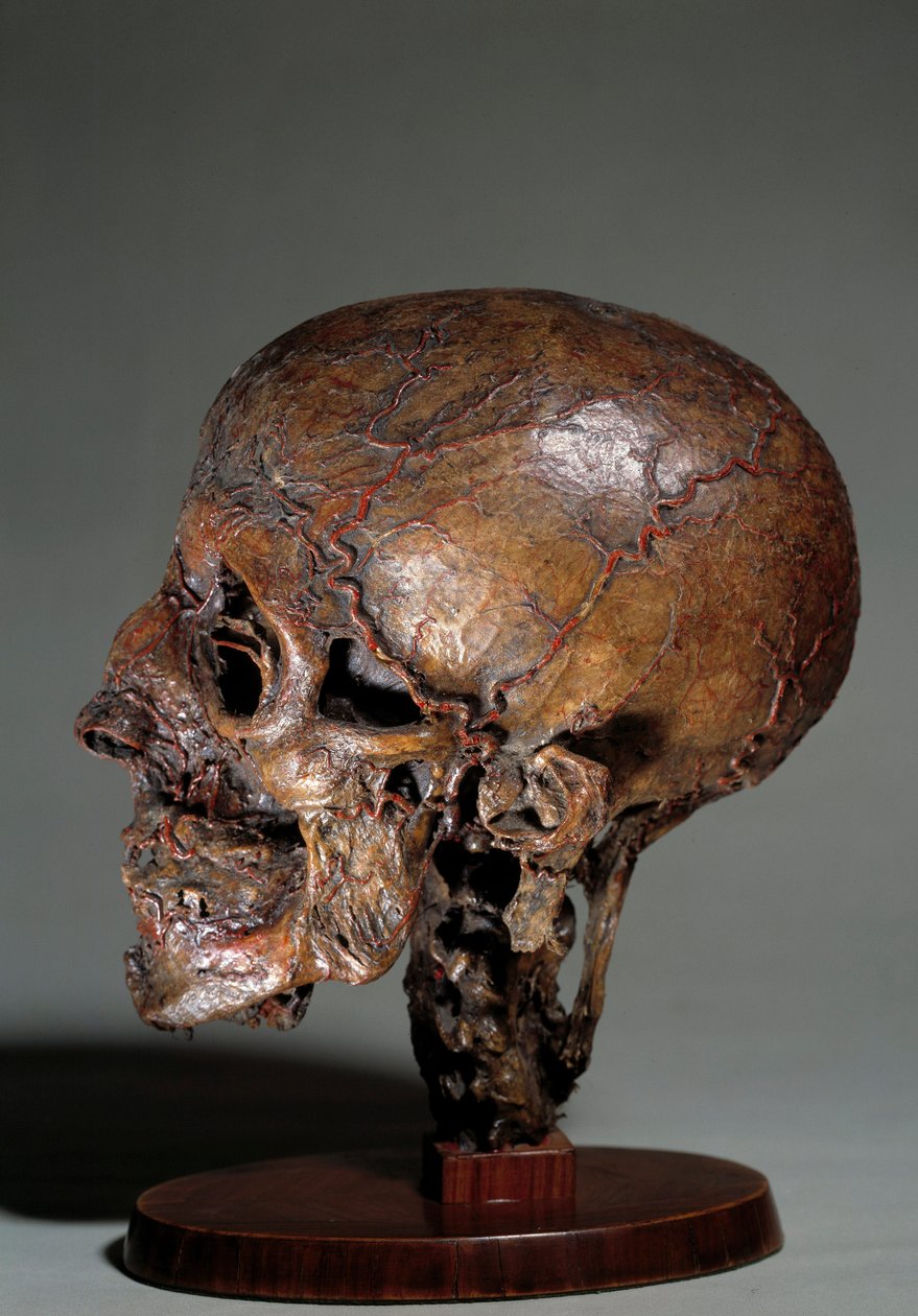 Human anatomical head made by means of wax injections by Unknown artist