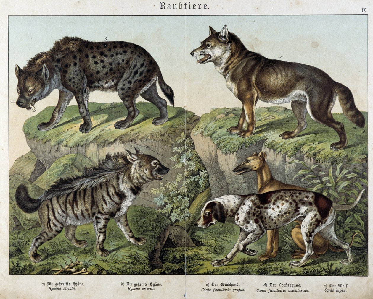 Hyenas and Dogs - in 