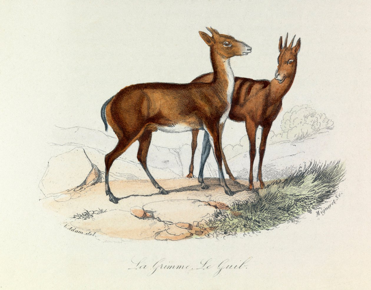 Illustration from the Book 