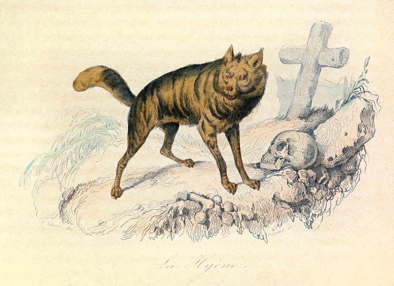 Illustration from the Book 