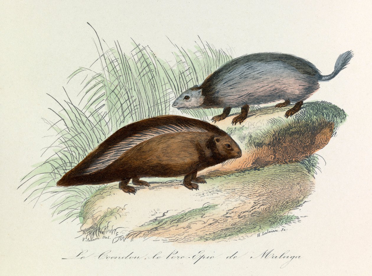 Illustration from the book 