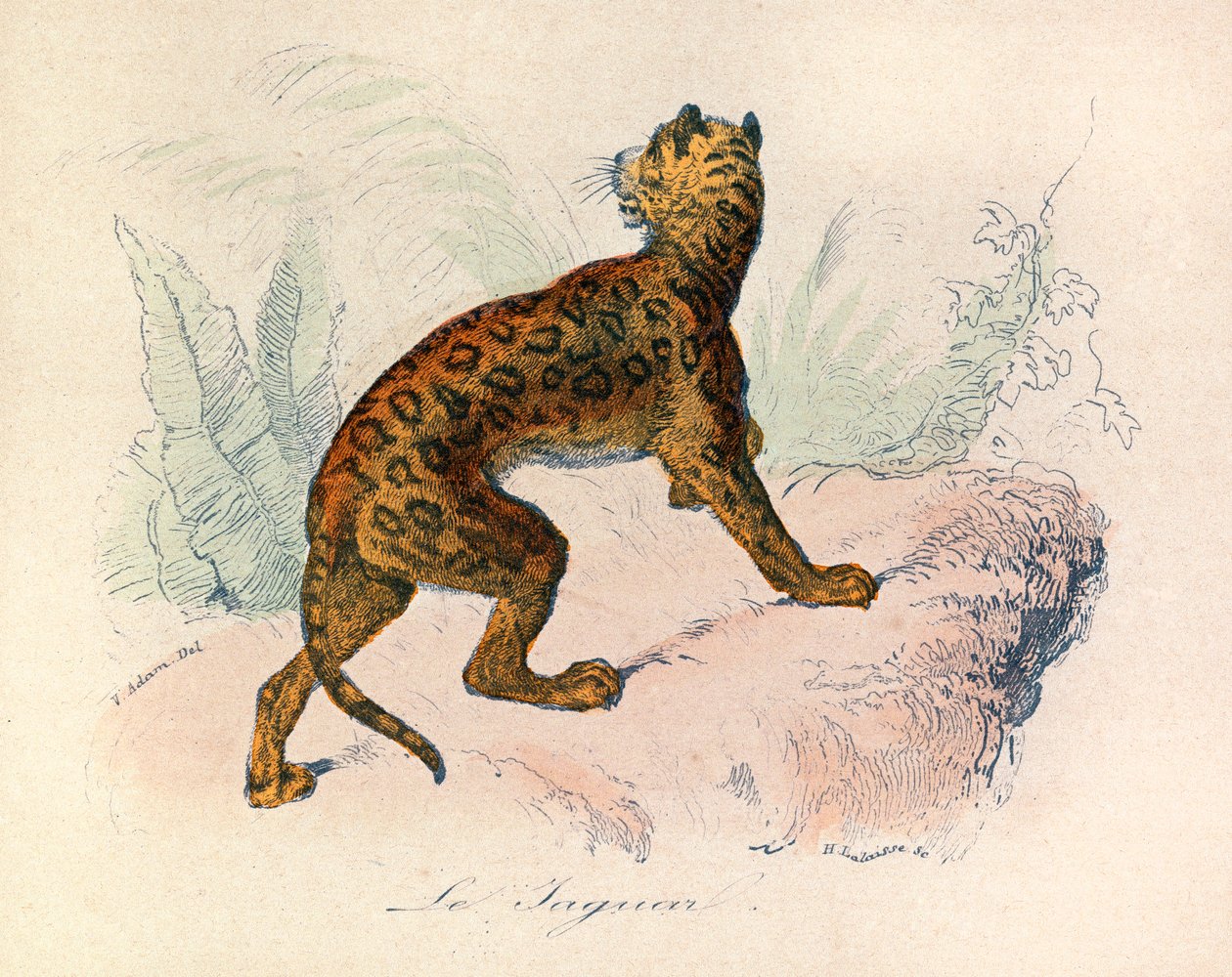 Illustration from the Book 'Complete Works of Buffon': The Quadrupeds ...